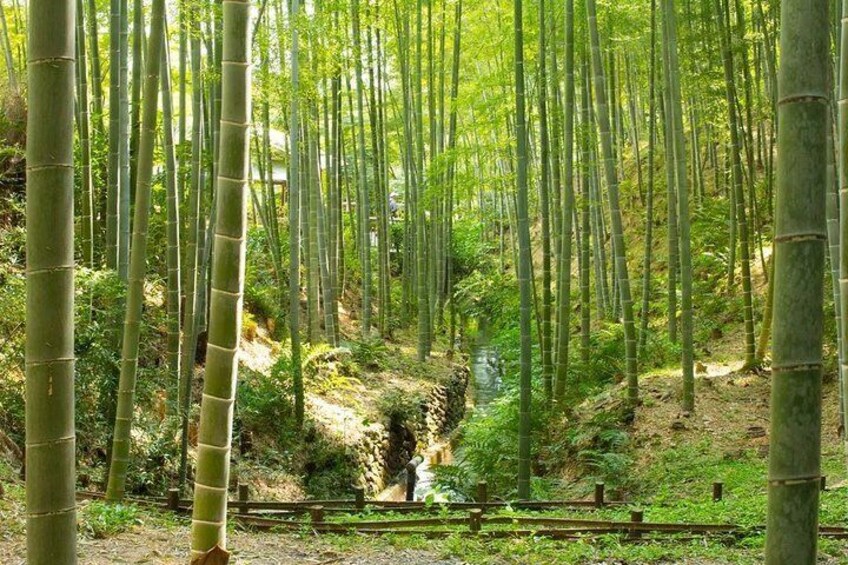 The beauty and serenity of Arashiyama's bamboo.