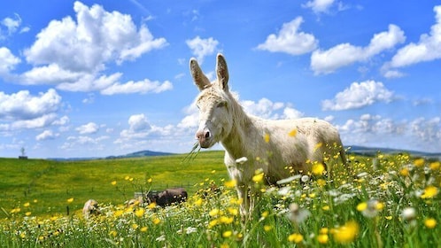 Tour privado al Centro de Bienestar Animal Aiderbichl desde Salzburgo