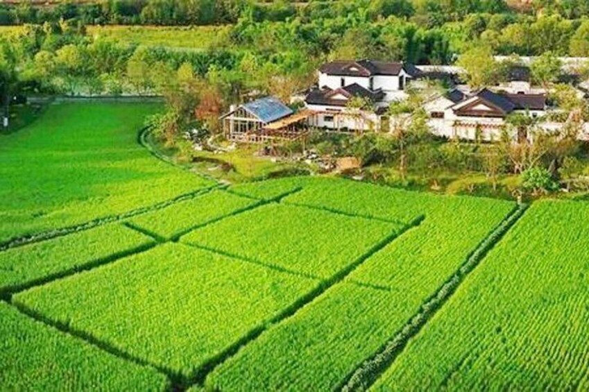 rice field on the farm