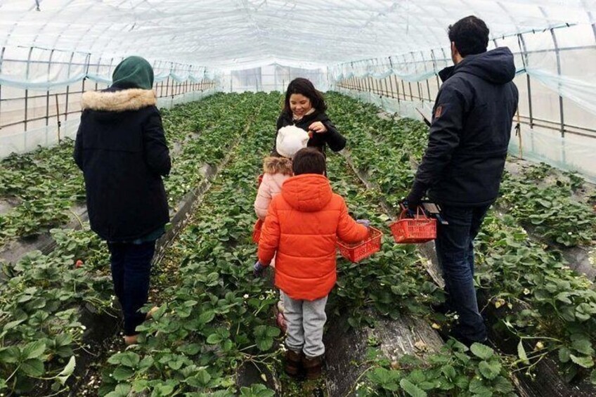 strawberry picking on the farm