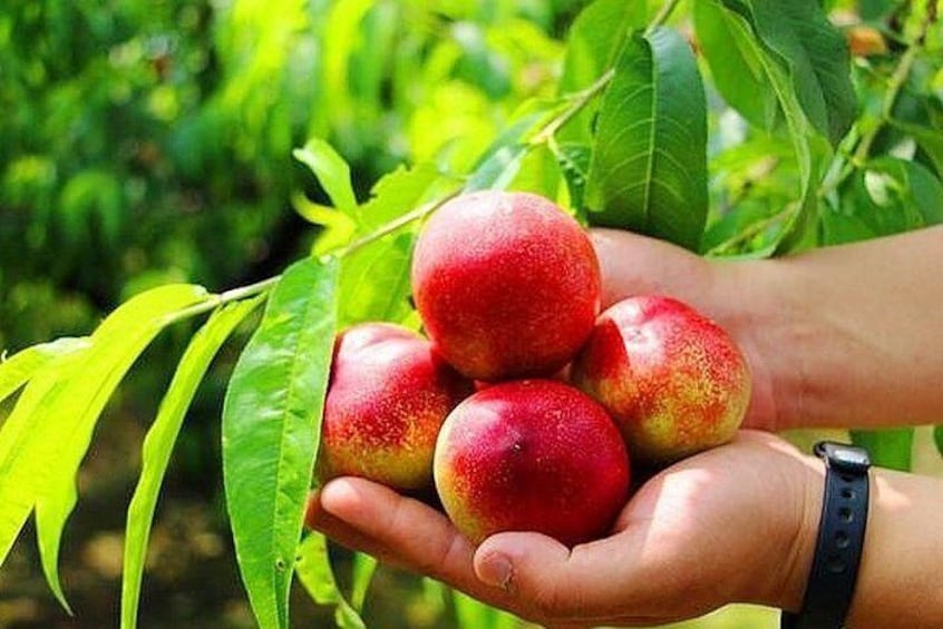 Zhujiajiao Water Town Private Tour with Local Farm Visit and Fruit Picking