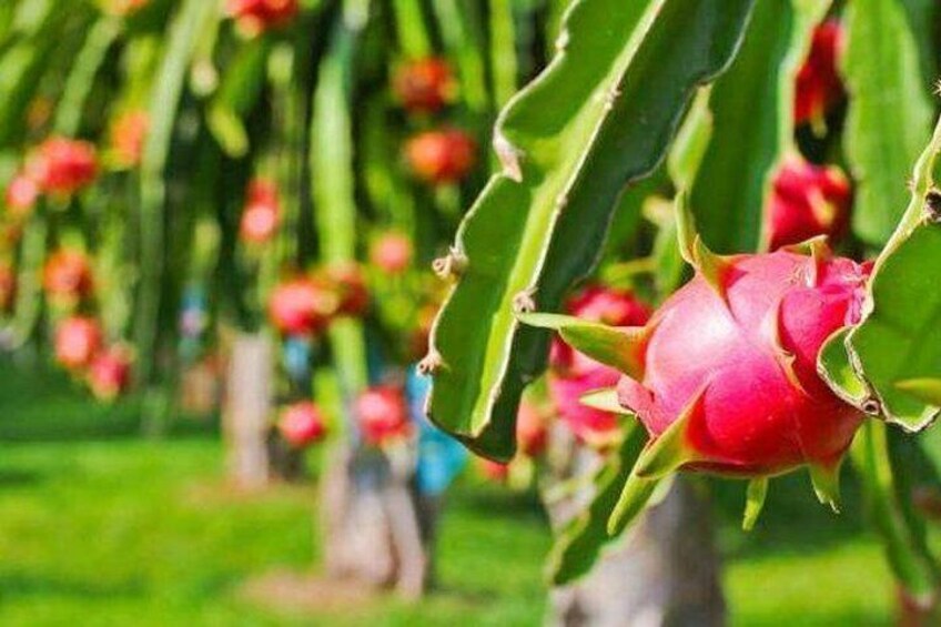 dragon fruit 