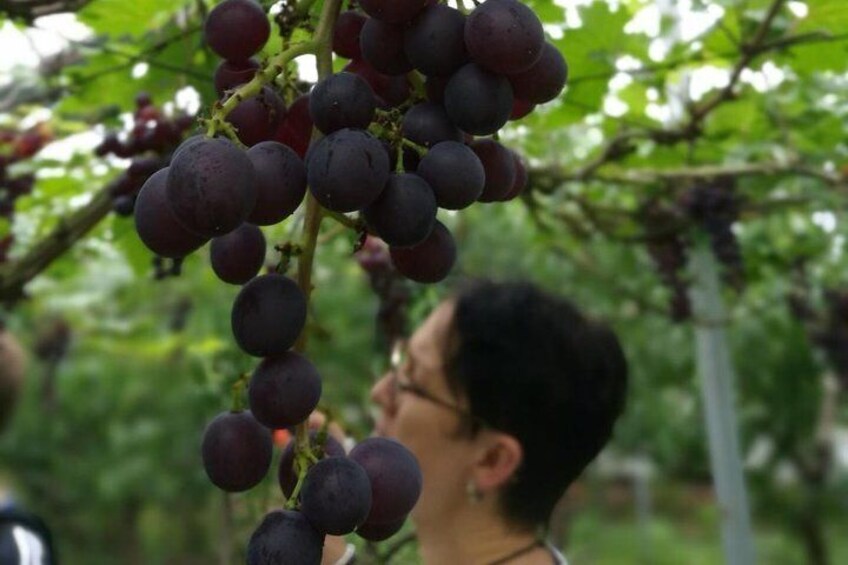 grape picking