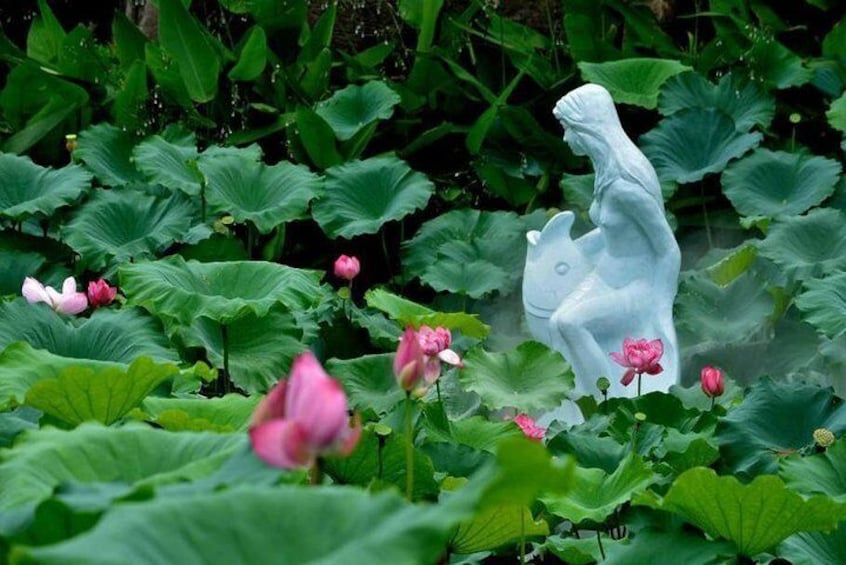 Lotus pond 