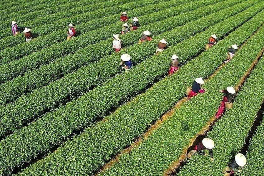 green tea picking 