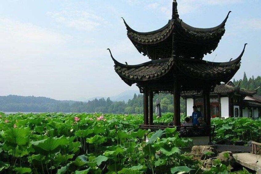 lotus garden in the lake 