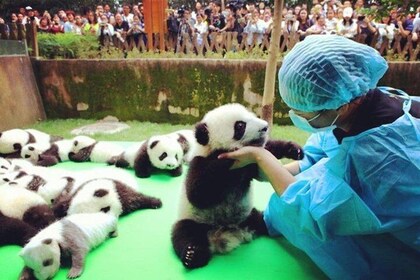 Private Half-Day Tour Chengdu Panda Breeding Centre