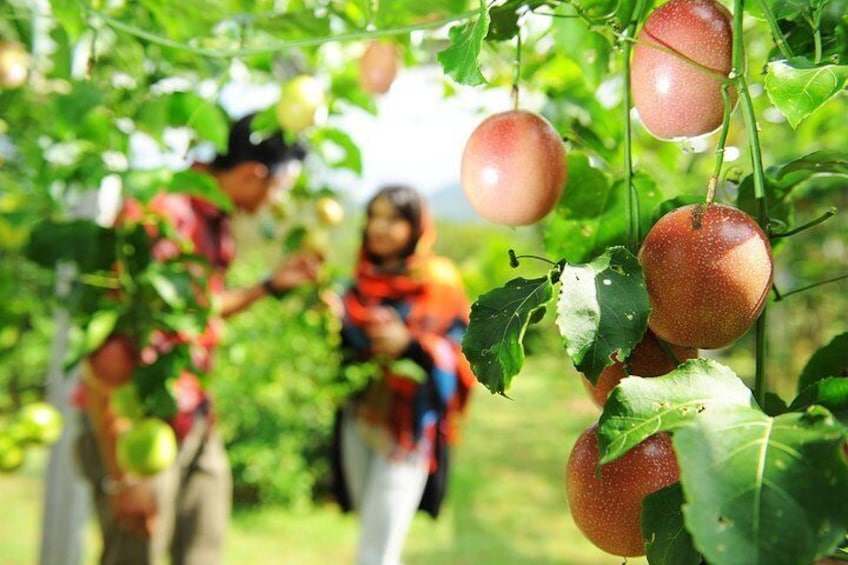Penang Tropical Fruit Farm
