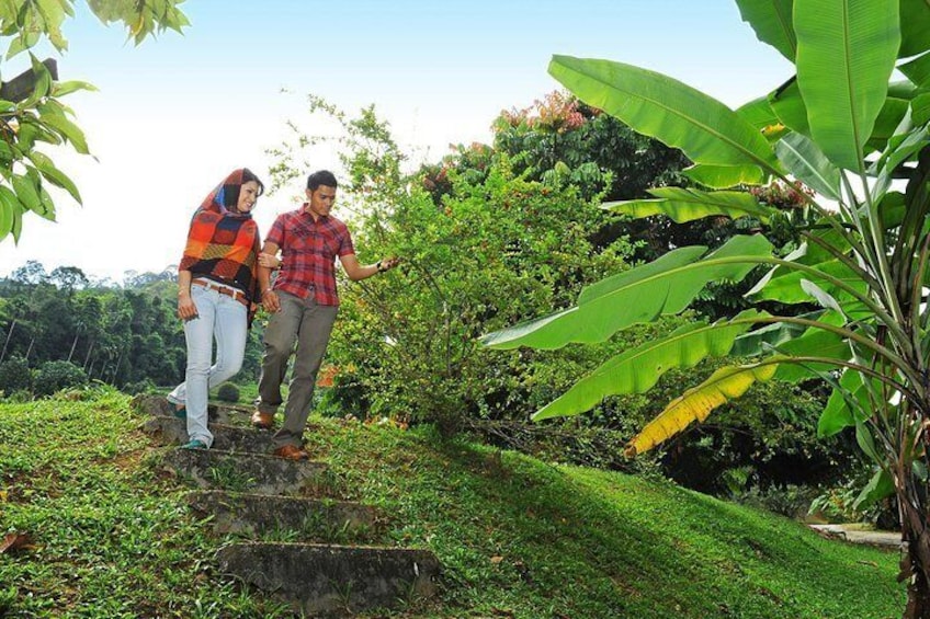 Penang Tropical Fruit Farm