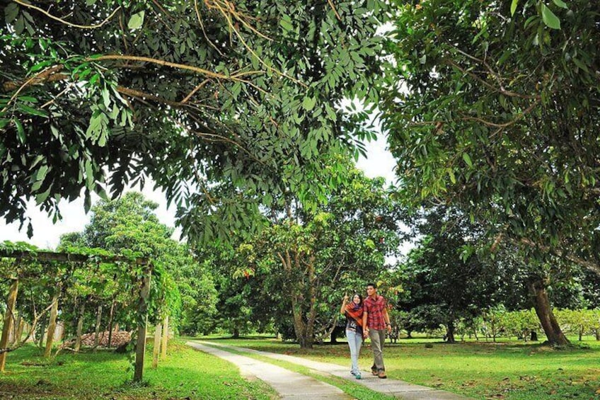 Penang Tropical Fruit Farm