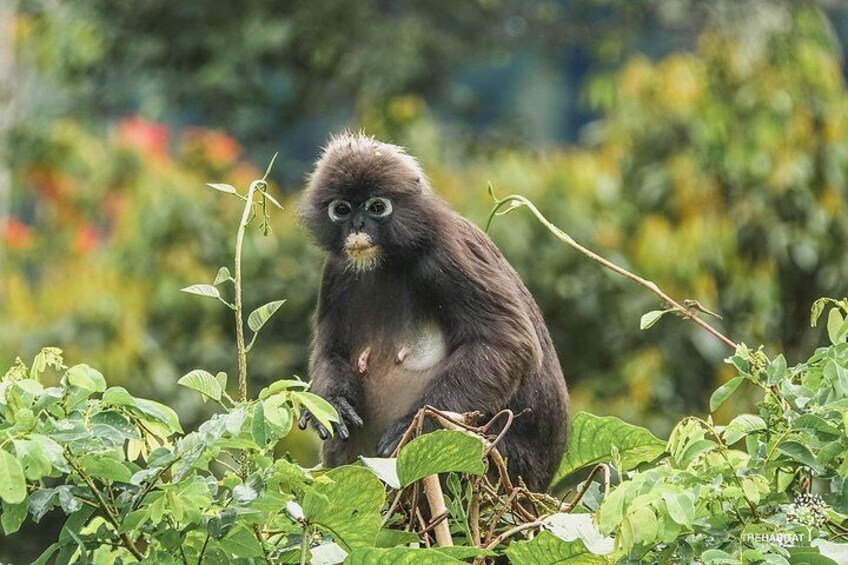 The Habitat Penang Hill