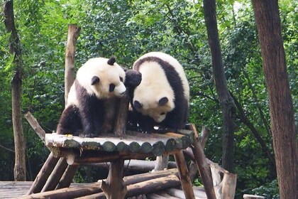 Chengdu Panda Breeding Base Ticket w/ Optional Transfer or Guide