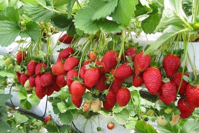 All year long strawberry fruit available and self picking