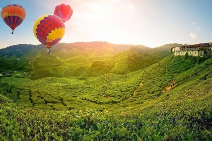 Private Full Day Cameron Highlands Nature Tour from Kuala Lumpur