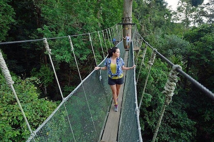 Poring Hot Springs Tour from Kota Kinabalu including Treetop Canopy Walk