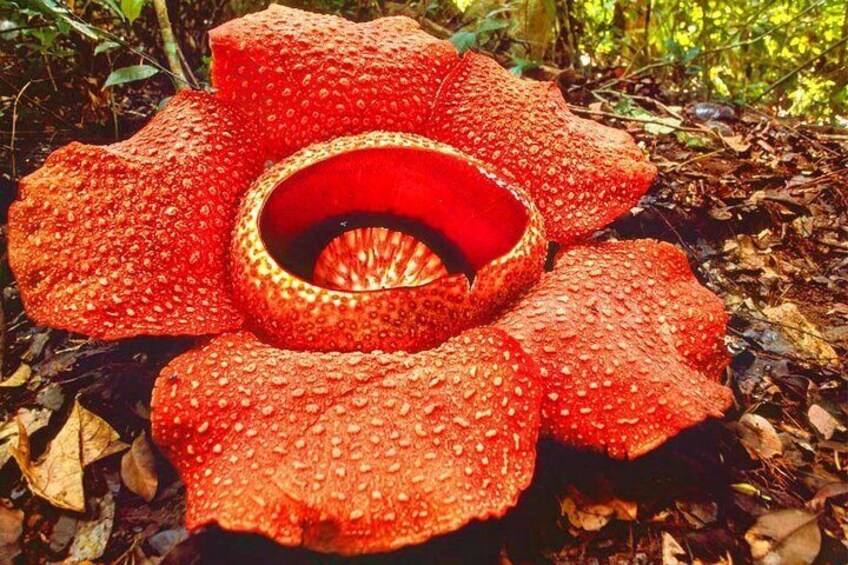 Tambunan Rafflesia Rainforest Reserve Tour from Kota Kinabalu