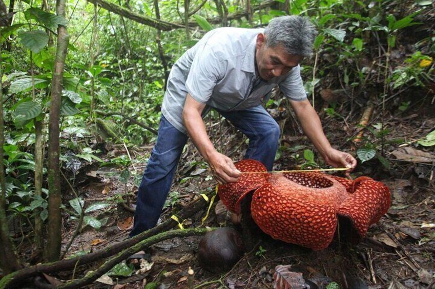 See the fascinating Rafflesia of Borneo in this exciting trekking experience in Tambunan