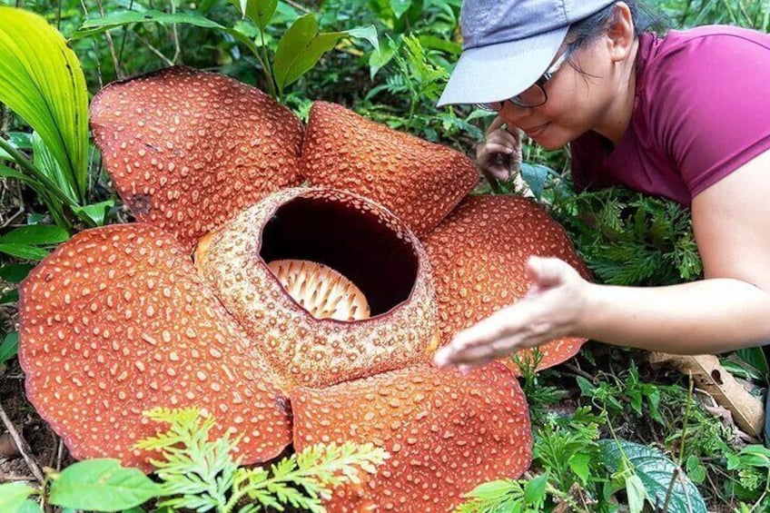 Be awed by this parasitic plant and discover its unique characteristics from our trained guide