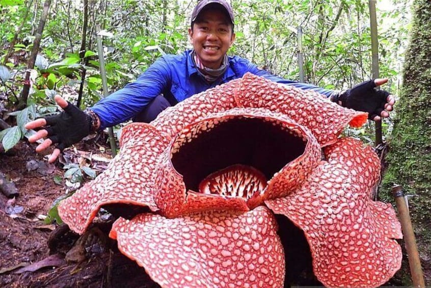 Come join this exciting trekking experience as we hunt for the largest flower in the world - the fascinating Rafflesia