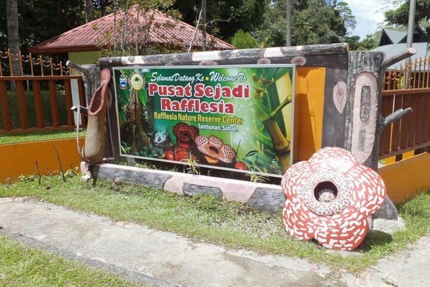 Tambunan Rafflesia Rainforest Reserve Tour from Kota Kinabalu