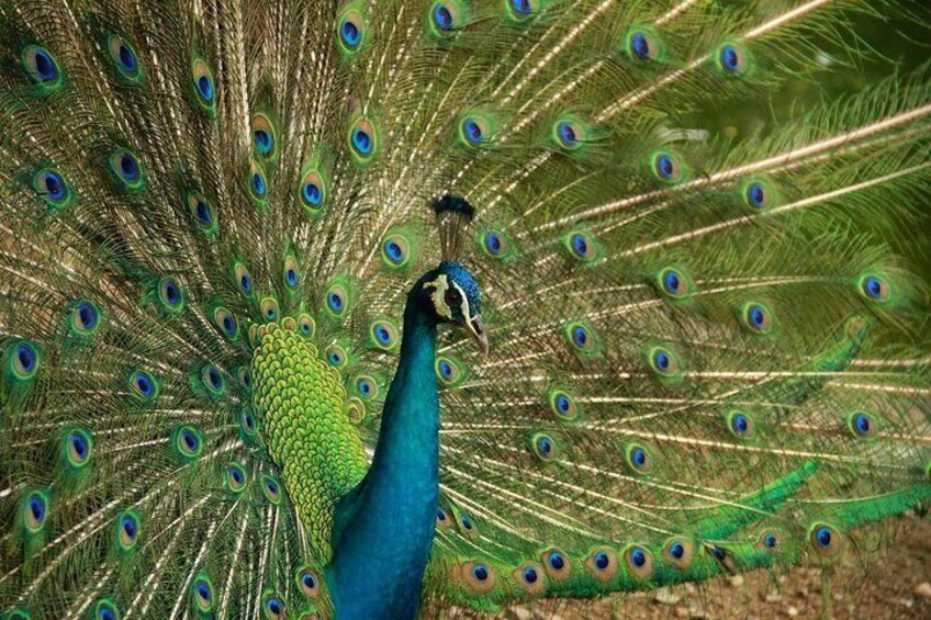 KL Bird Park Peacock