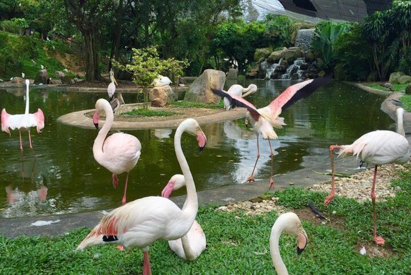Kuala Lumpur Bird Park Admission Ticket with Free City Tour