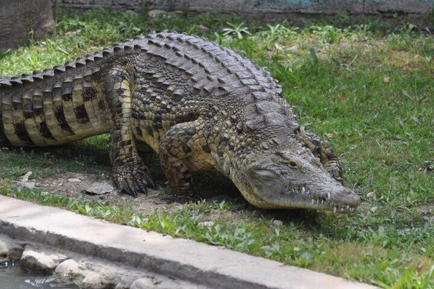 Melaka Crocodile Farm Admission Tickets