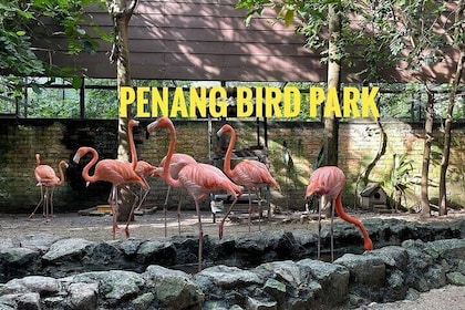 Explore Georgetown City & Wildlife Tour with Penang Bird Park