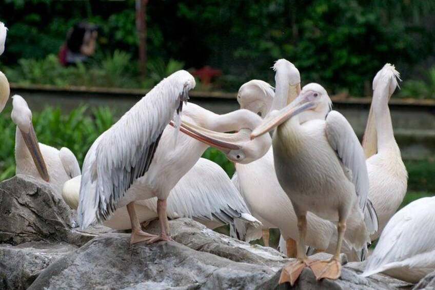 Penang City Tour with Penang Bird Park Admission Tickets