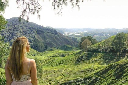 Private Full Day Tour : Cameron Highlands with Batu Caves Stopover