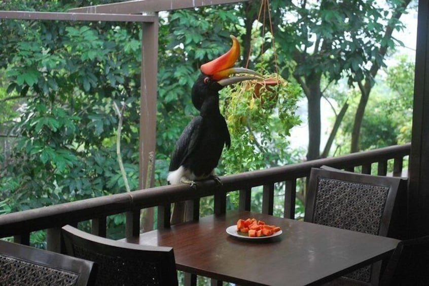 Kuala Lumpur Bird Park Admission with Return Transfer