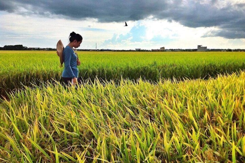 Scenic paddy field view