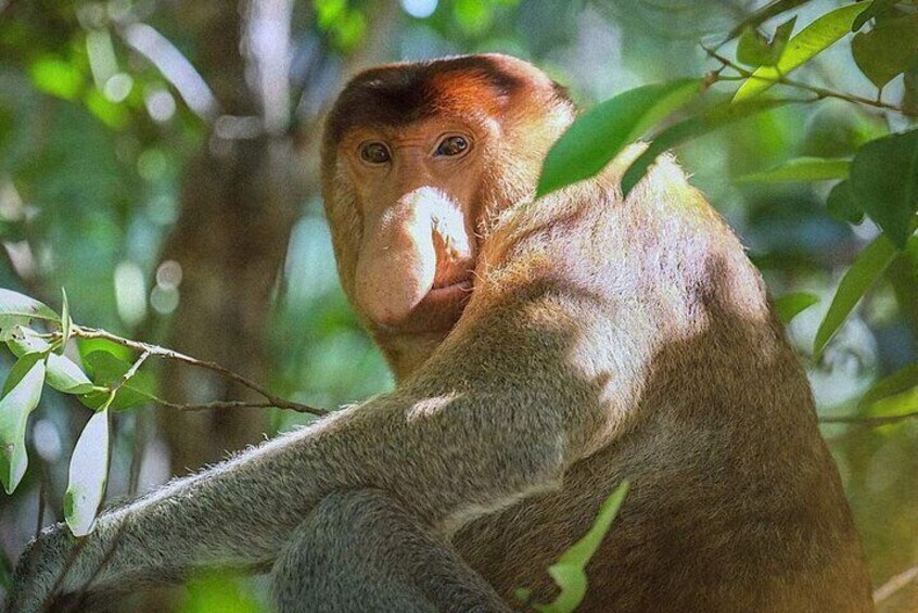 Wander around Bako National Park’s sun-dappled trails and observe its resident stars, the proboscis monkeys