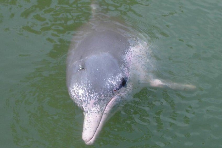 Chinese White Dolphin 