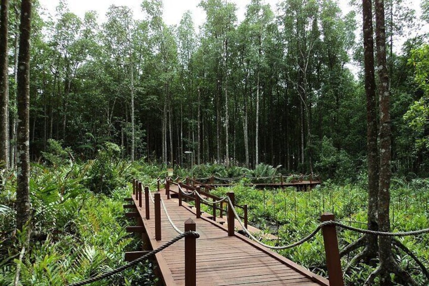 Matang Mangrove Forest was gazetted as a Permanent Forest Reserve in 1906 & recognized as the best managed sustainable mangrove ecosystem in the world