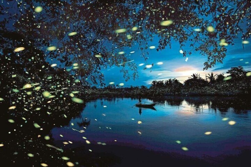 One of the simple natural wonders of mangrove forests, these flashing insects amaze visitors with their sparkling displays