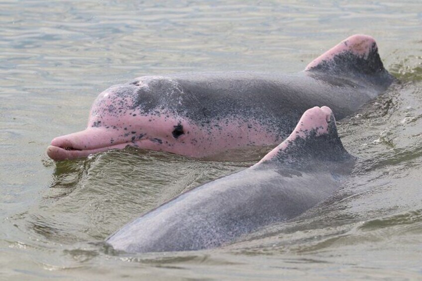 Occasionally, the Chinese White Dolphin (Sousa chinensis), also known as the Indo-Pacific Humpback Dolphin, can be spotted swimming along the river-mouths