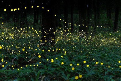 A Nature Tour to Kuala Selangor Fireflies and Selayang Hotspring