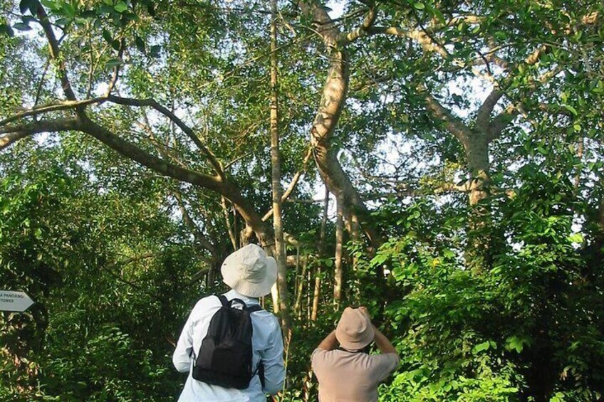 Fraser's Hill Bird-Watching & Nature Sightseeing Tour from Kuala Lumpur