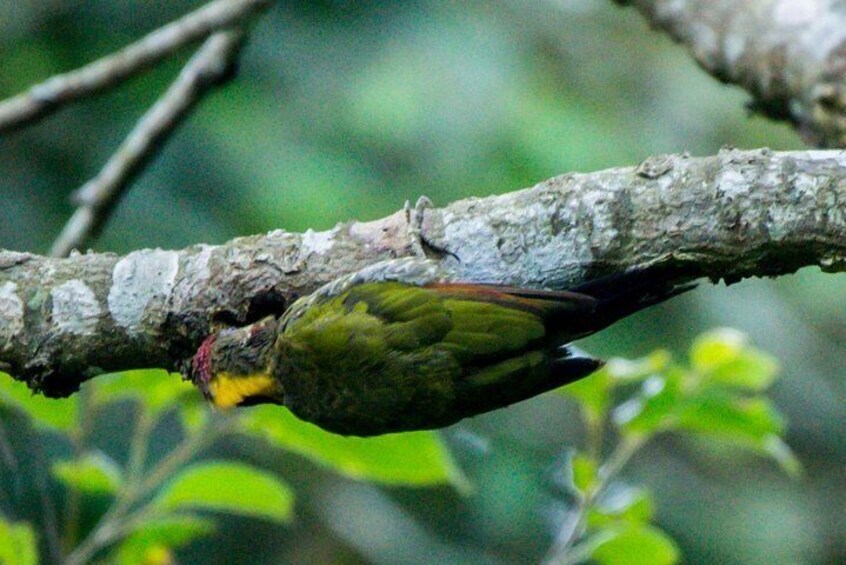 Fraser's Hill Bird-Watching & Nature Sightseeing Tour from Kuala Lumpur