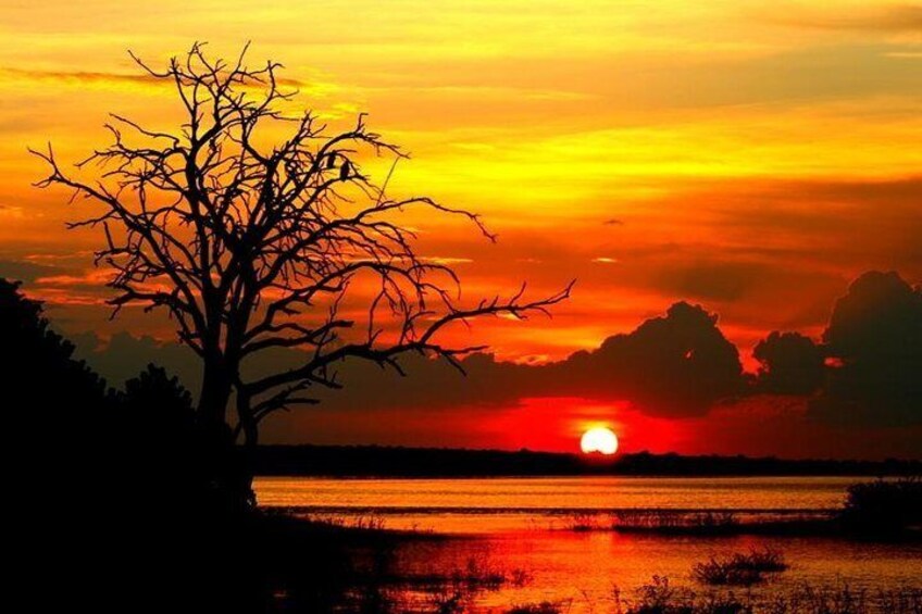 Chobe Sunset