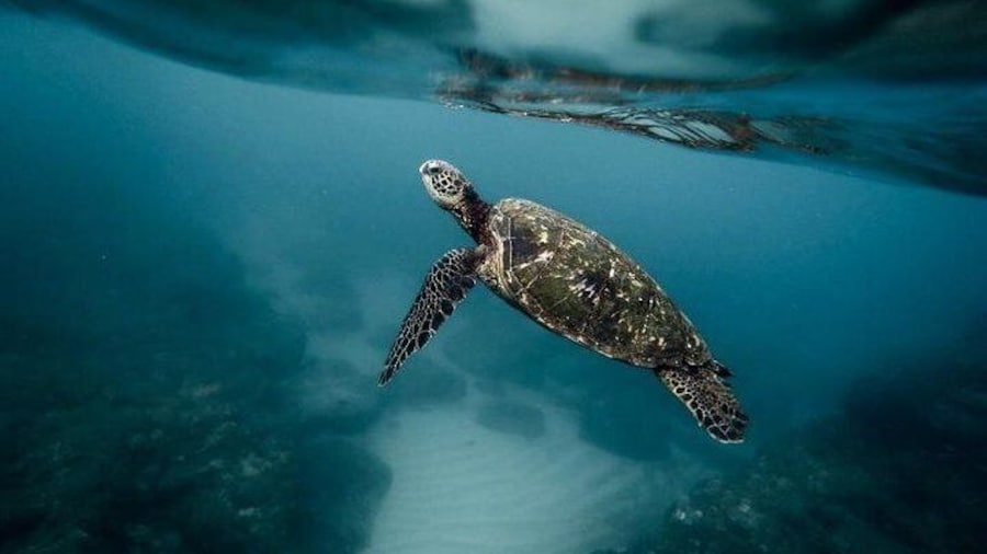 Turtles in Moalboal