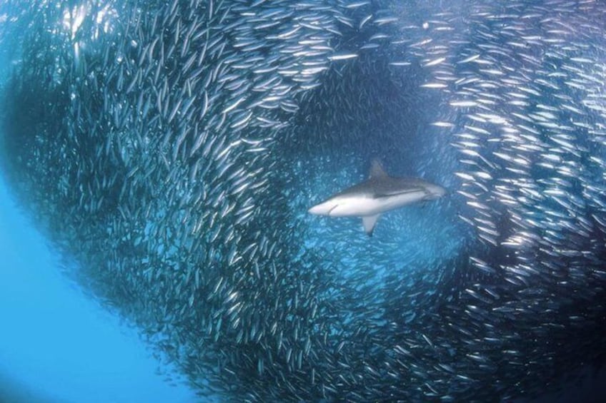 Whale Shark Watching Tumalog Falls Pescador Island and Sumilon sandbar