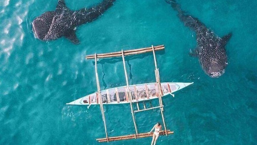 Whale Shark Watching Tumalog Falls Pescador Island and Sumilon sandbar
