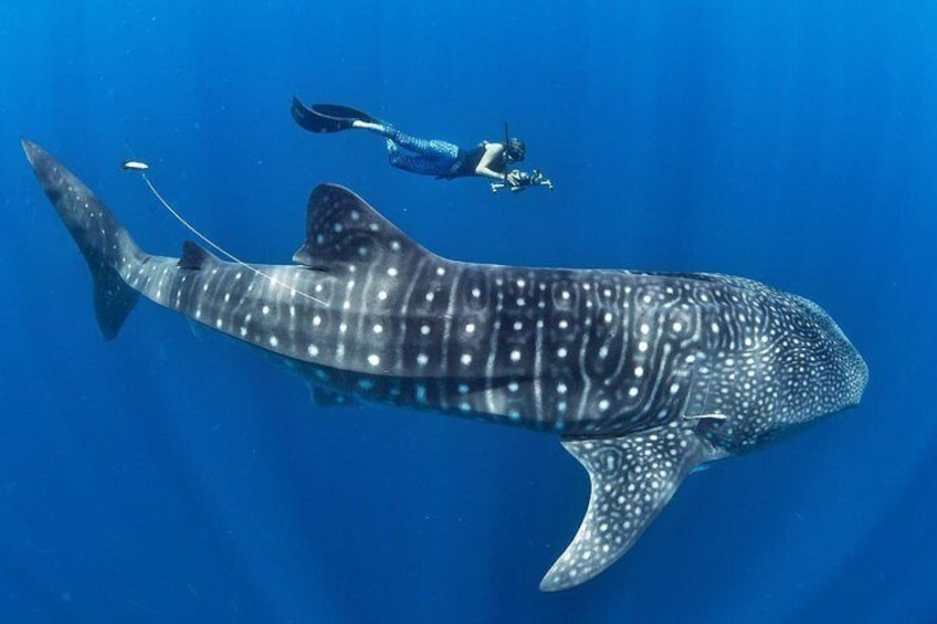 Whale Sharks in Oslob