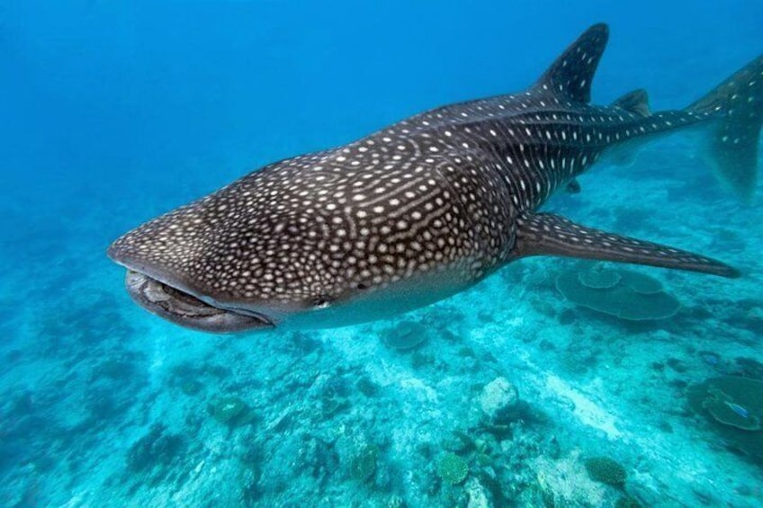 Whale Sharks in Oslob closer look