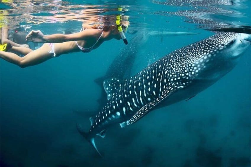 Whale Shark Watching Tumalog Falls Pescador Island and Sumilon sandbar