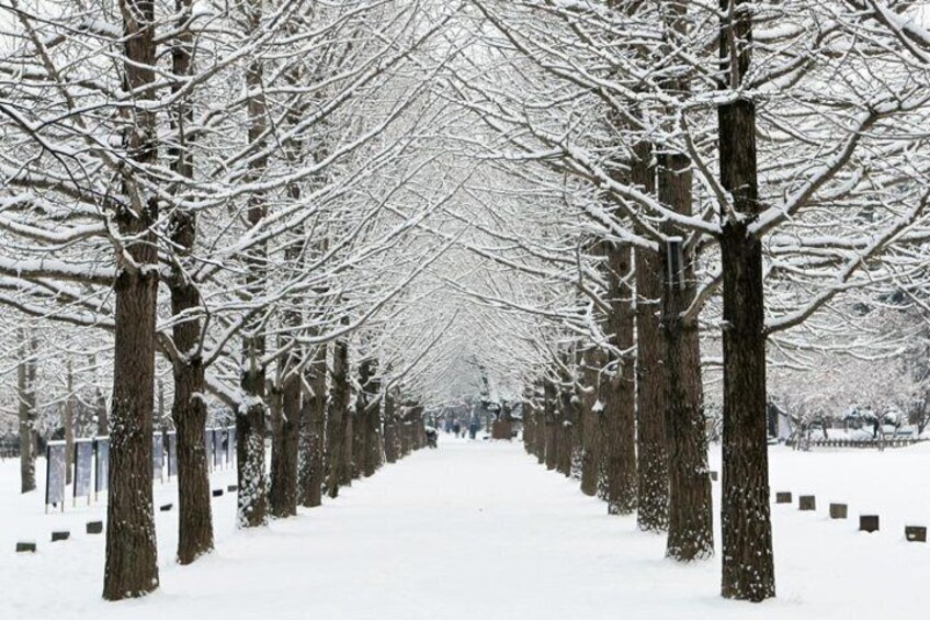 Nami Island Winter