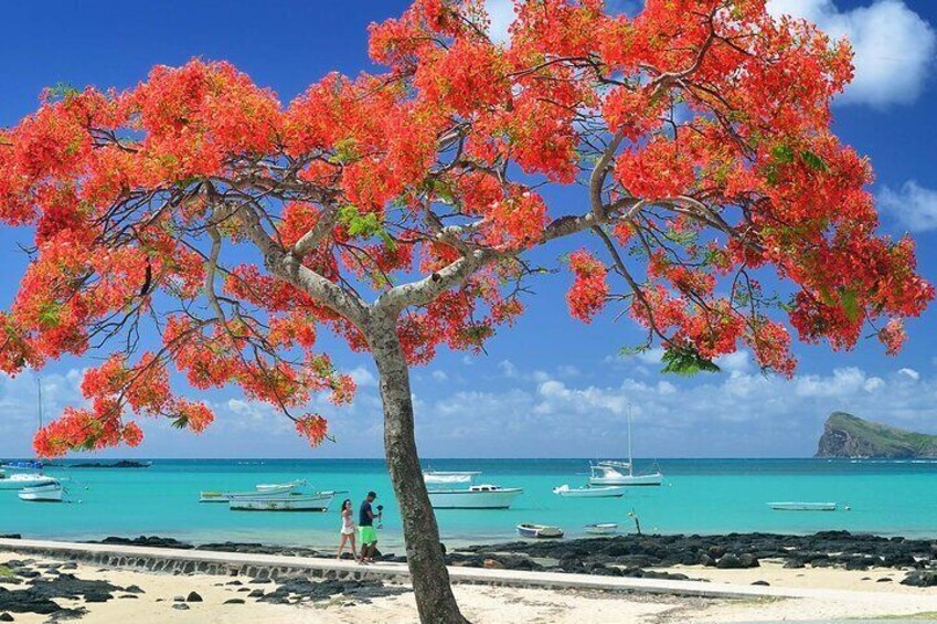 Mauritius Flamboyant Tree