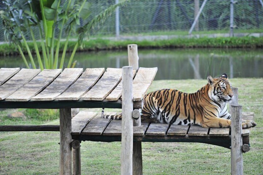 African safari in Mauritius